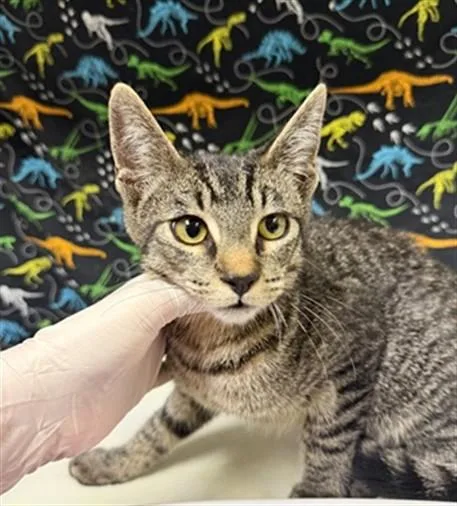 A baby small-sized male Domestic Short Hair cat named Rodger for adoption in Riverside, CA