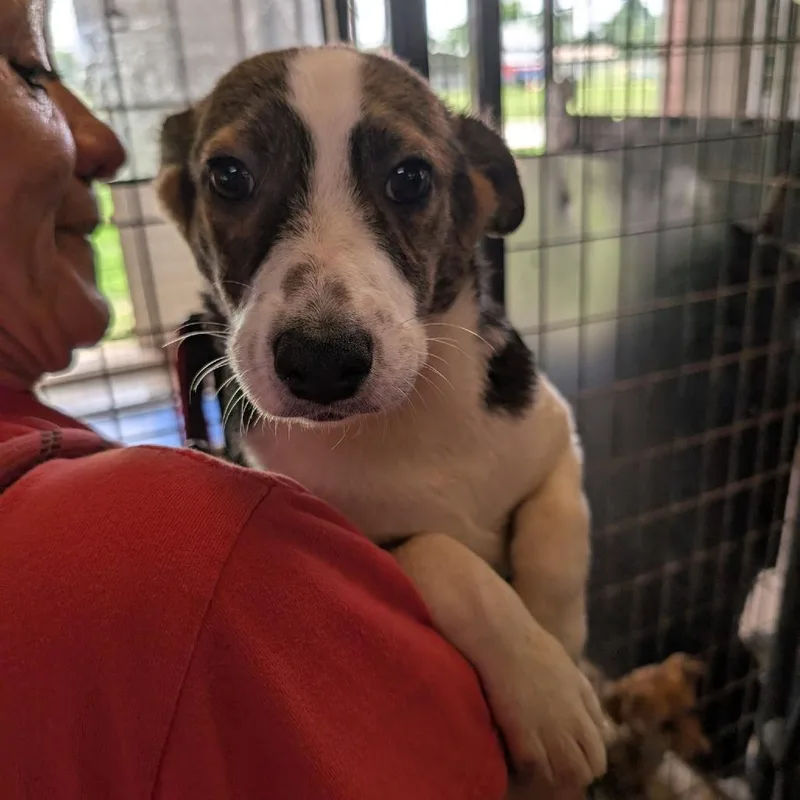 A baby medium-sized female Black Mixed Breed dog named Chica for adoption in Leander, TX