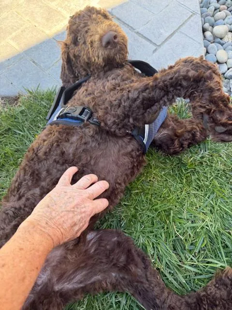 A baby medium-sized male Brown / Chocolate Labradoodle dog named Bear for adoption in Lafayette, CA