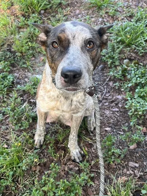 A young medium-sized female Catahoula Leopard Dog dog named Nova for adoption in Fort Lauderdale, FL