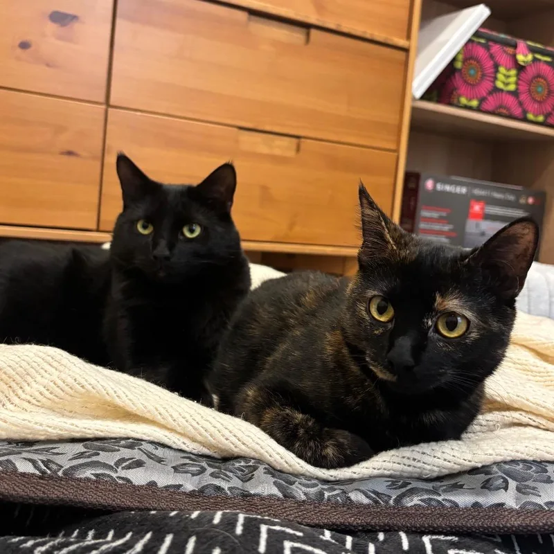 Scribbles thumbnail 5