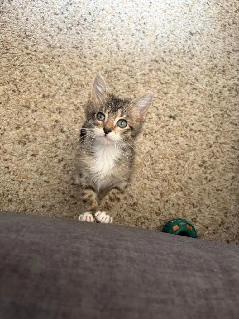 A baby medium-sized male Domestic Short Hair cat named Buck Wild for adoption in Salt Lake City, UT