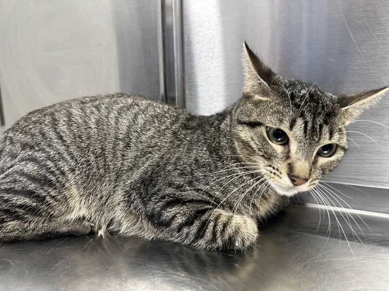 An adult medium-sized male Tabby (Gray / Blue / Silver) Domestic Short Hair cat named Biscuits for adoption in Converse, TX