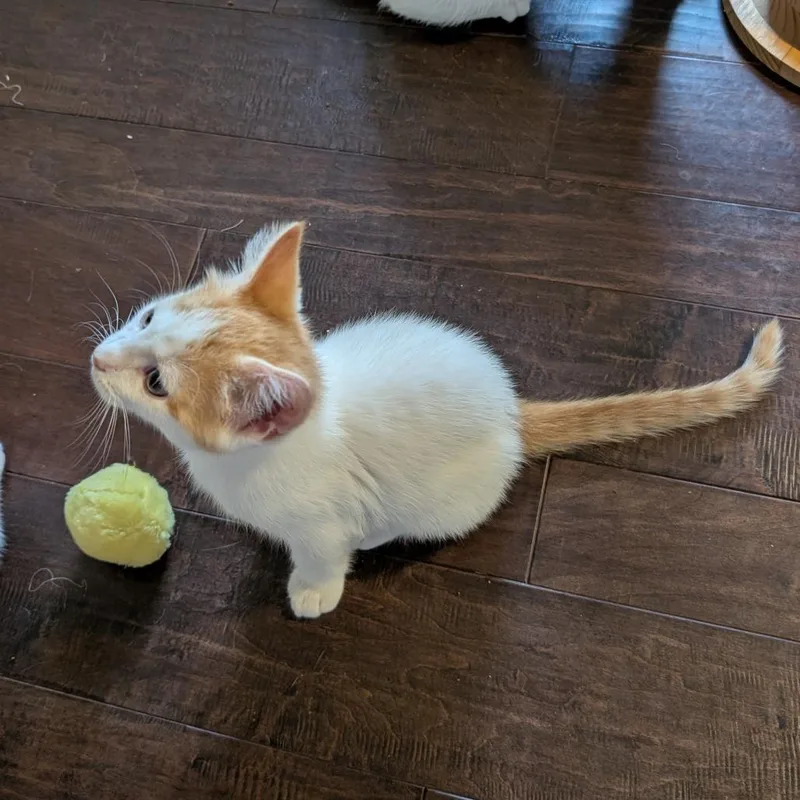 A baby small-sized male White Domestic Short Hair cat named Jacob for adoption in Woodstock, VA