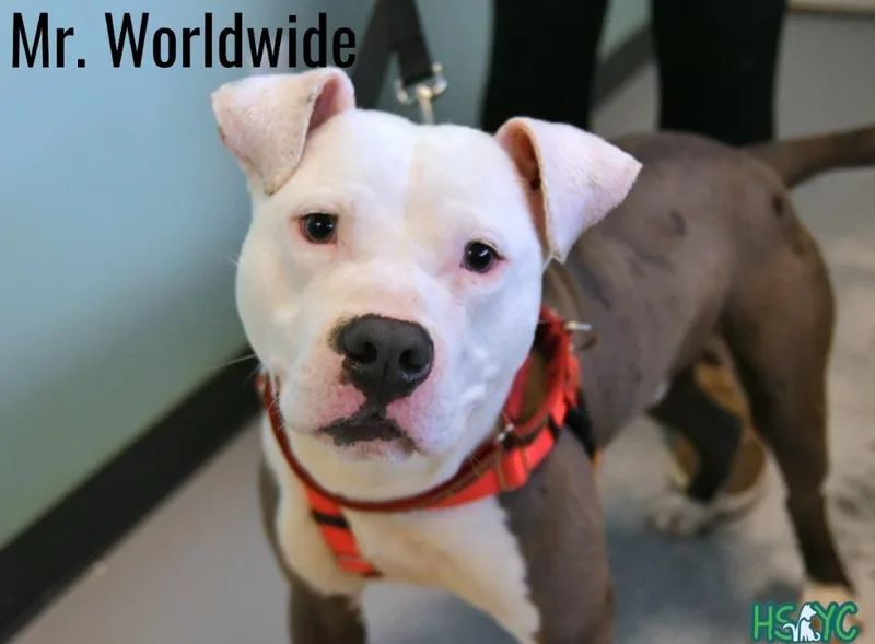 Mr. Worldwide thumbnail 3