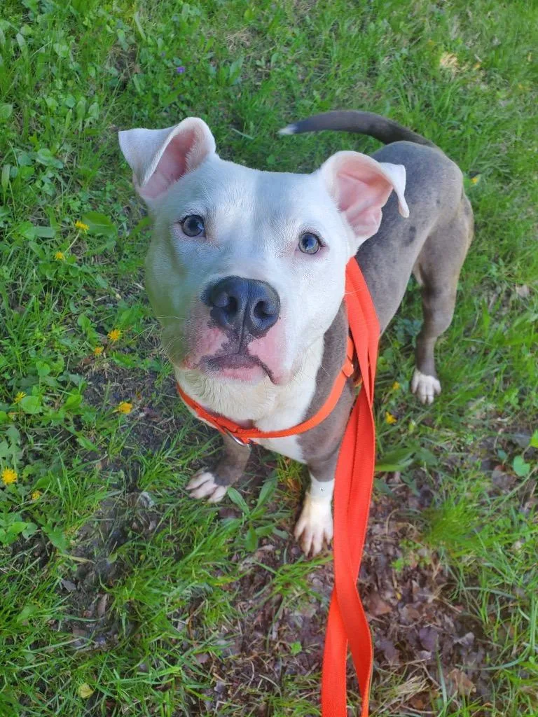 Mr. Worldwide thumbnail 4