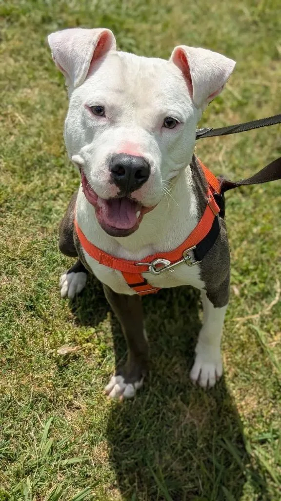 Mr. Worldwide thumbnail 5