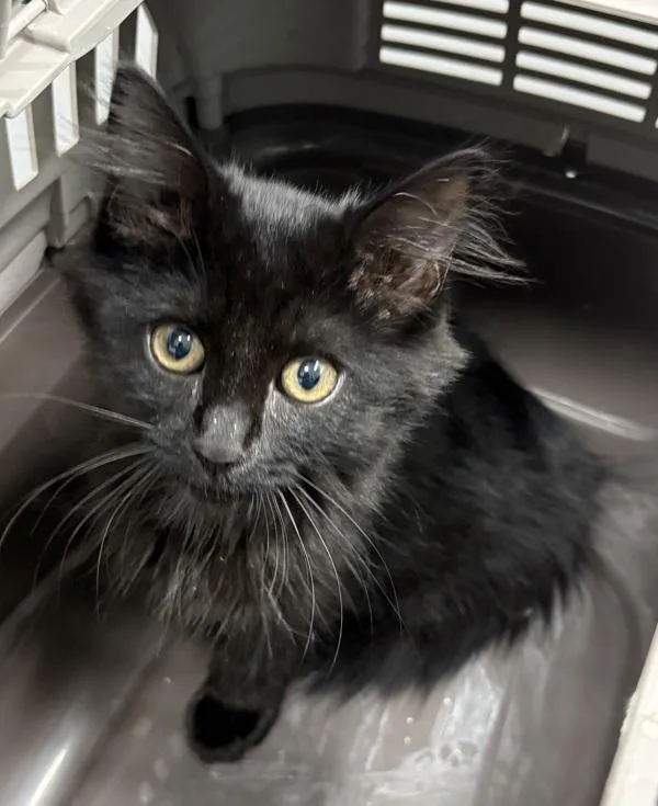A baby small-sized male Domestic Long Hair cat named If George for adoption in Lawrenceville, GA
