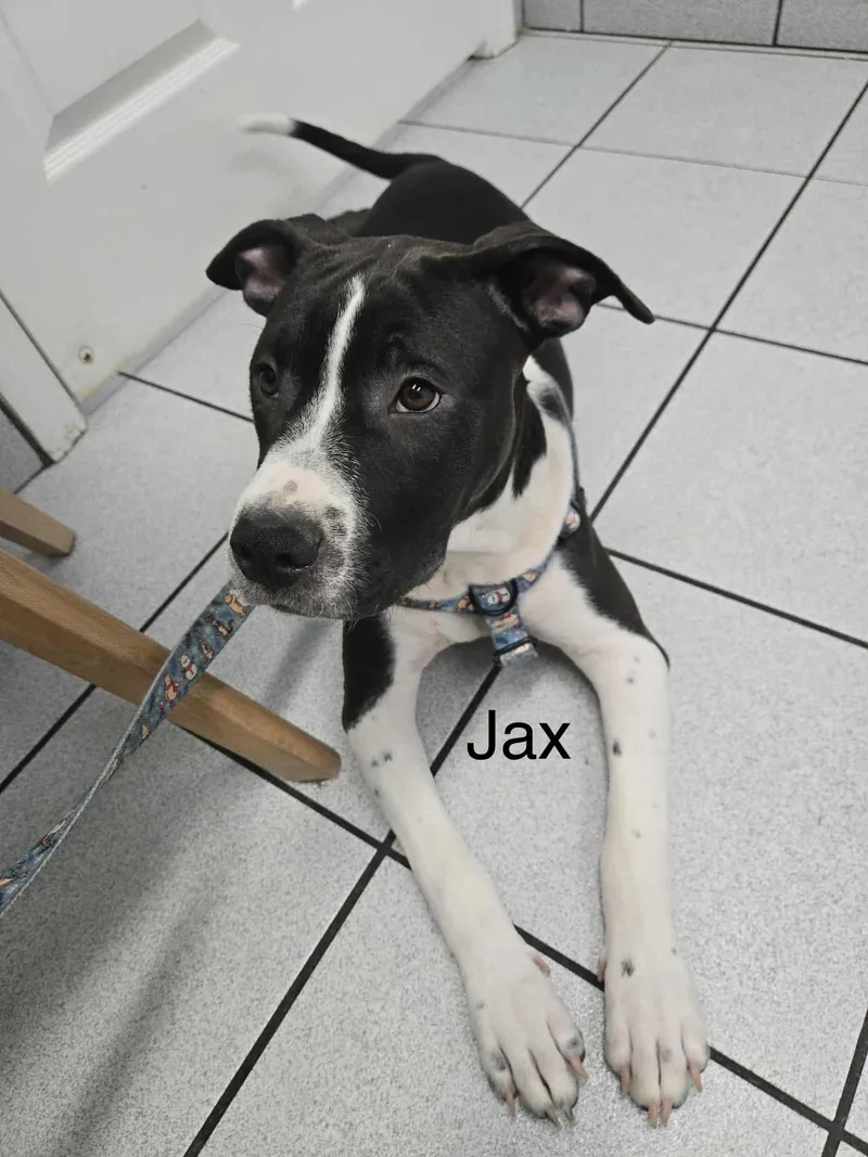 Jax thumbnail 2