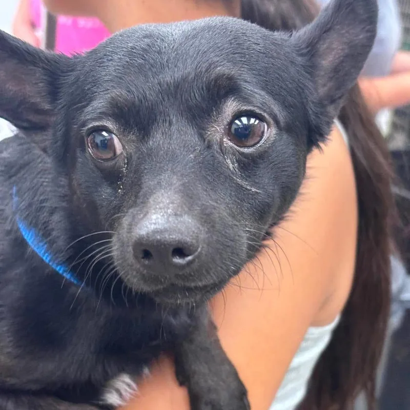 An adult small-sized male Black Mixed Breed dog named Raf for adoption in Fredericksburg, VA