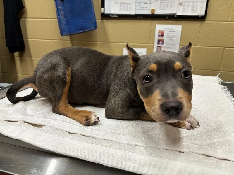 A baby medium-sized female Pit Bull Terrier dog named Cheri for adoption in Douglasville, GA