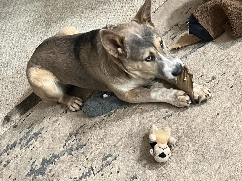 A baby medium-sized female Shepherd dog named Audrey Griswold Of Wortham for adoption in Denver, CO