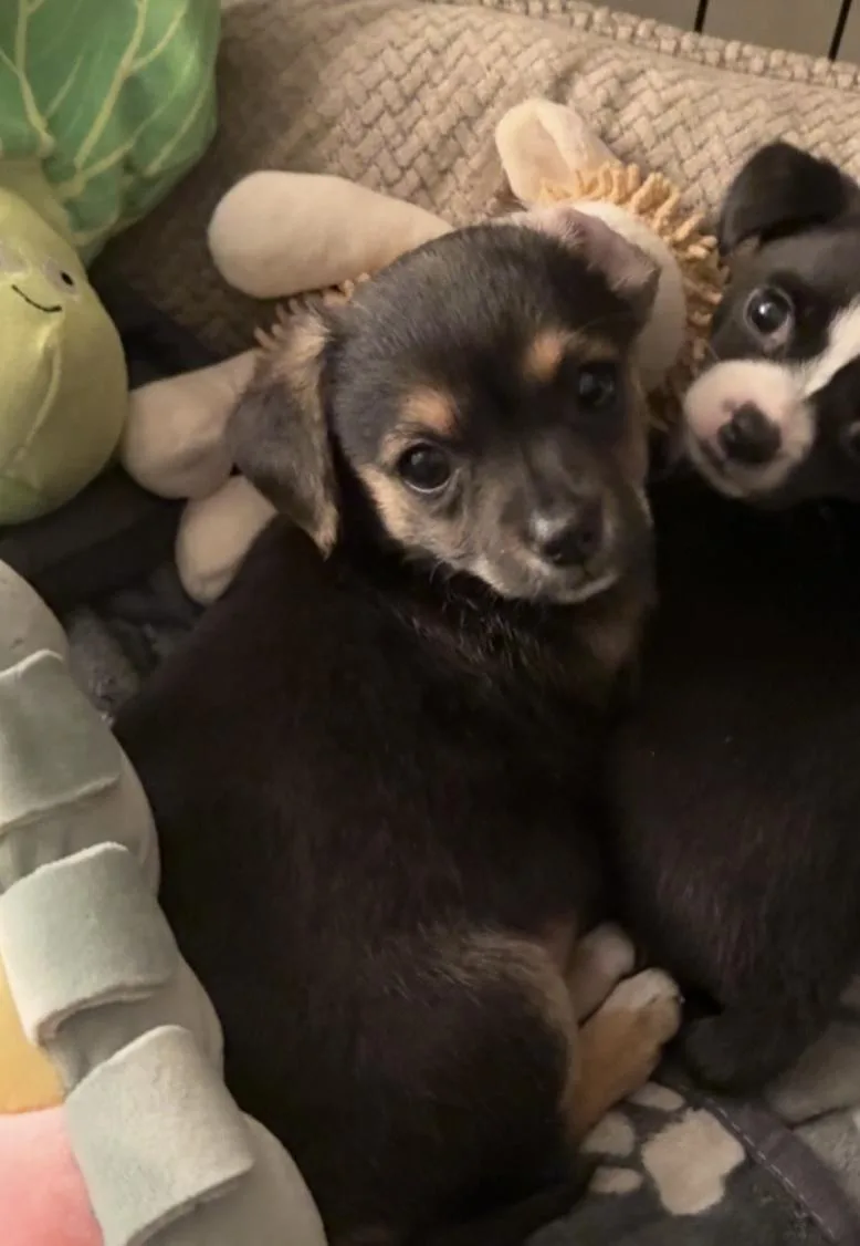 A baby small-sized female Terrier dog named Winnie for adoption in Penryn, CA