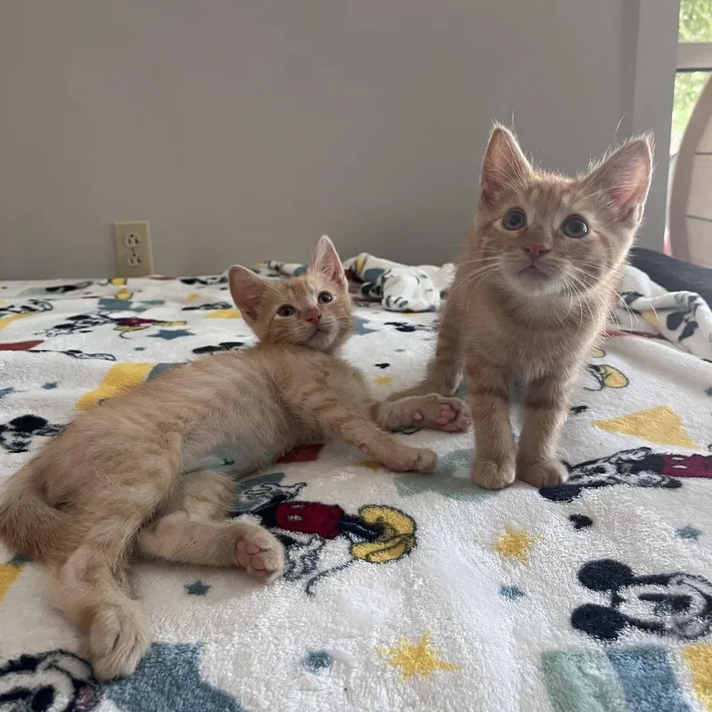 A baby small-sized male Orange / Red Domestic Short Hair cat named Bart for adoption in Brockton, MA