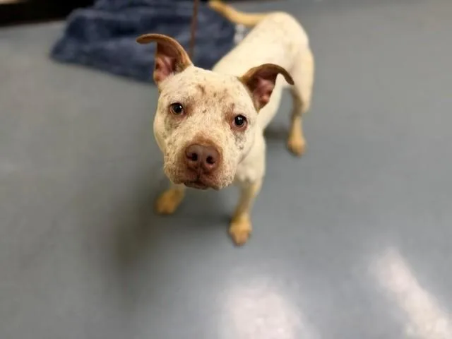 A young medium-sized female Pit Bull Terrier dog named Xena for adoption in Denver, CO