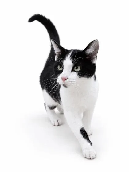 A young medium-sized female Domestic Short Hair cat named Pretzel for adoption in Bowling Green, KY
