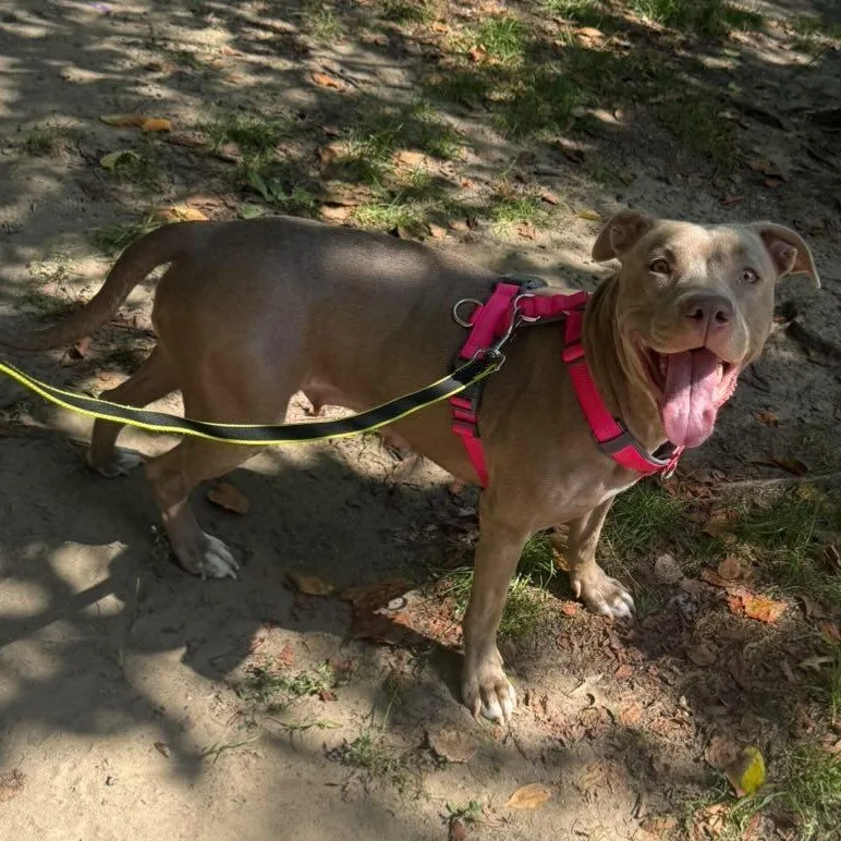 A young medium-sized female Gray / Blue / Silver Pit Bull Terrier dog named Lulu for adoption in Jersey city, NJ