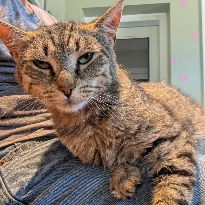 A young medium-sized female Tabby (Brown / Chocolate) Domestic Short Hair cat named Birdie for adoption in Brockport, NY
