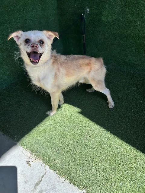 A senior small-sized male Terrier dog named Dean for adoption in Lancaster, CA