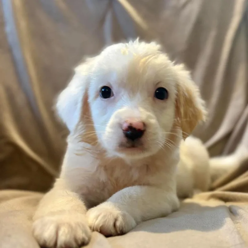 A baby small-sized female White / Cream Mixed Breed dog named Georgia for adoption in Fredericksburg, VA