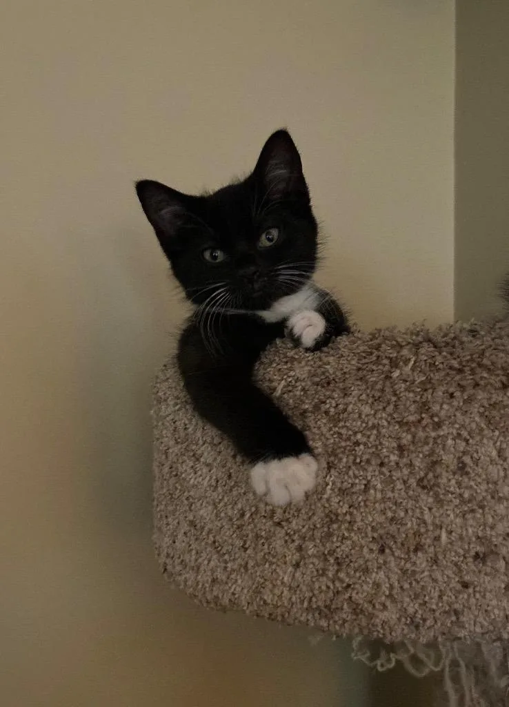 A baby medium-sized female Domestic Short Hair cat named Alpha Betty for adoption in Lancaster, PA