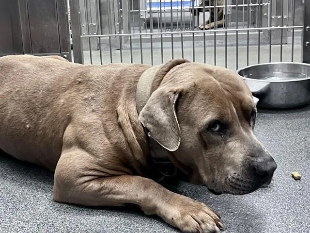 A young large-sized male Mixed Breed dog named Andy for adoption in Dallas, TX