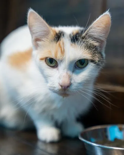 An adult small-sized female Domestic Short Hair cat named Stacey for adoption in Pequot Lakes, MN