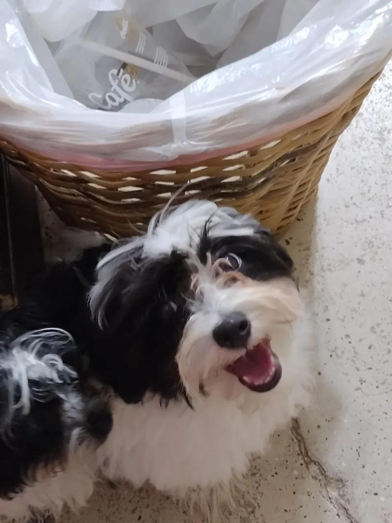 A baby small-sized male Harlequin Havanese dog named Biggs for adoption in Mineola, TX