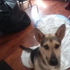 A young large-sized female Bicolor German Shepherd Dog dog named Azul for adoption in Roswell, GA