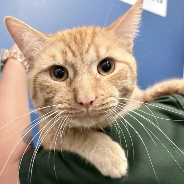 An adult medium-sized male Tabby (Orange / Red) Domestic Short Hair cat named Cheeto for adoption in Columbus, IN