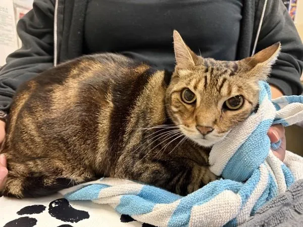 A senior small-sized female Bengal cat named Lily for adoption in Oceanside, CA