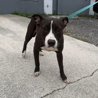 A young medium-sized female Black Mixed Breed dog named Iguana for adoption in Fernandina Beach, FL
