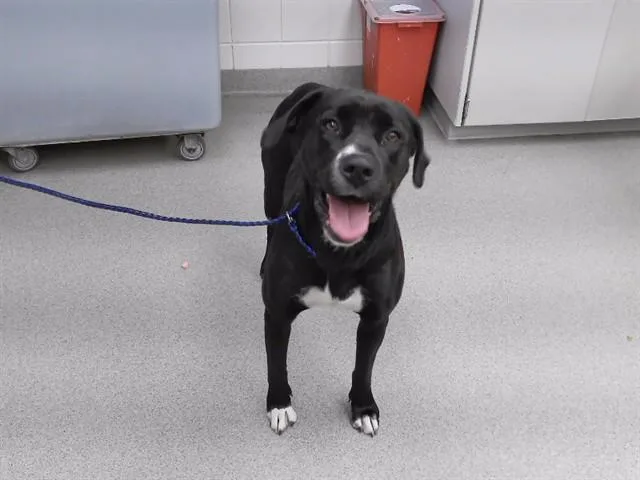 An adult large-sized female Labrador Retriever dog named Harley for adoption in Omaha, NE