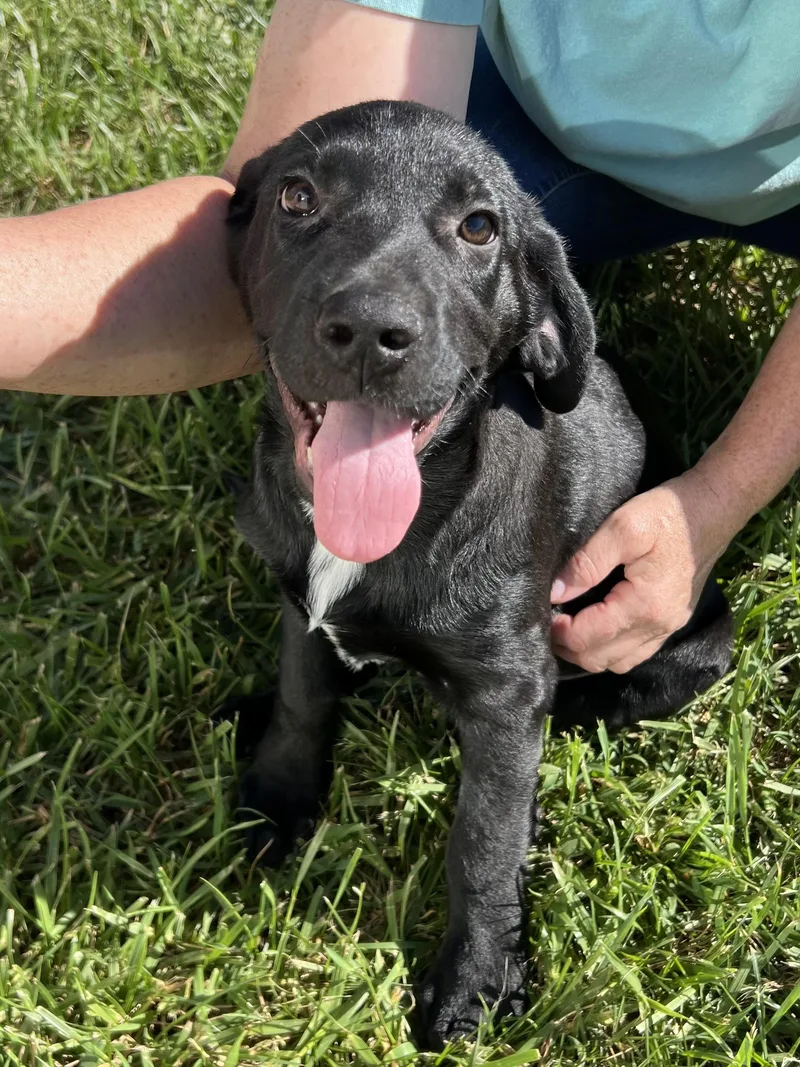 A baby large-sized male Black Labrador Retriever dog named Freddie for adoption in Hamilton, NJ