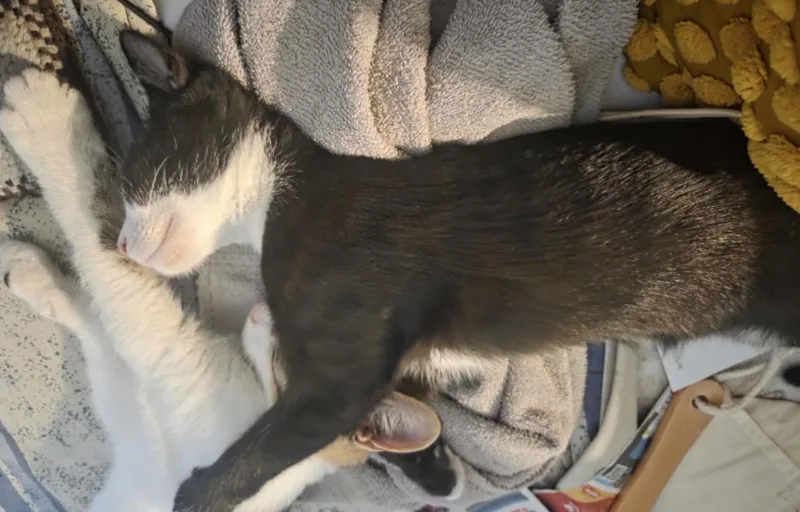 A baby medium-sized female Black & White / Tuxedo Domestic Short Hair cat named Talia for adoption in Murrieta, CA