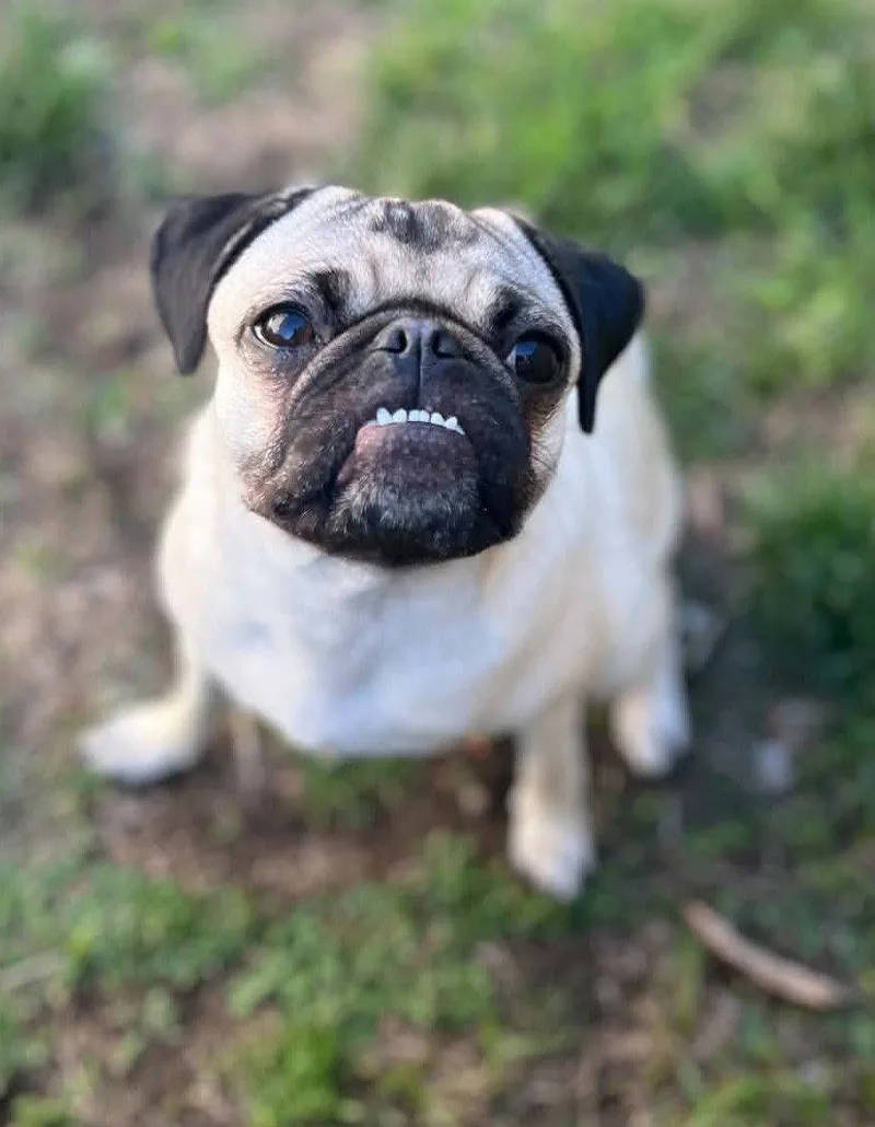 A young medium-sized female Pug dog named Olive for adoption in Pelham, MA