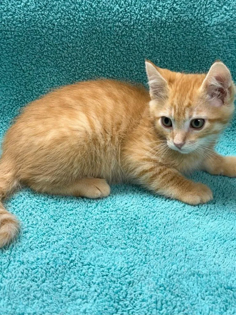 A baby medium-sized male Domestic Short Hair cat named Coors for adoption in Vacaville, CA