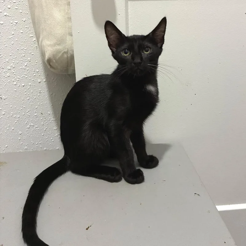 A baby small-sized male Black Domestic Short Hair cat named Pilsner for adoption in Bulverde, TX