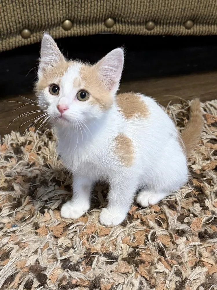 A baby small-sized male Domestic Short Hair cat named Ares for adoption in Plumerville, AR