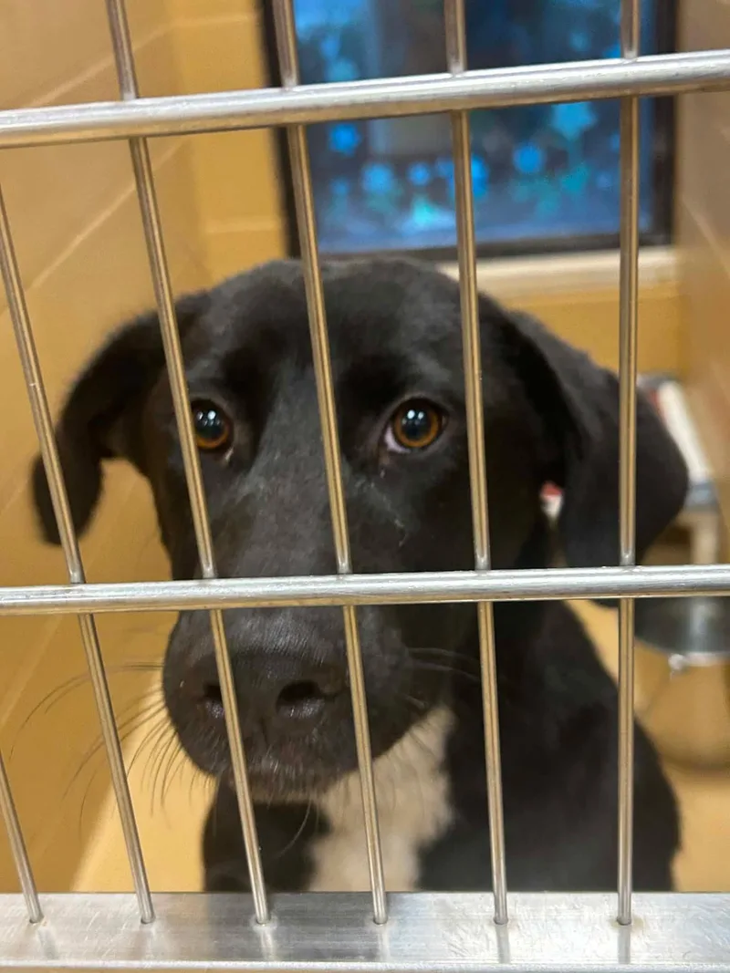 A young medium-sized male White / Cream Black Labrador Retriever dog named Pj for adoption in Fort Collins, CO
