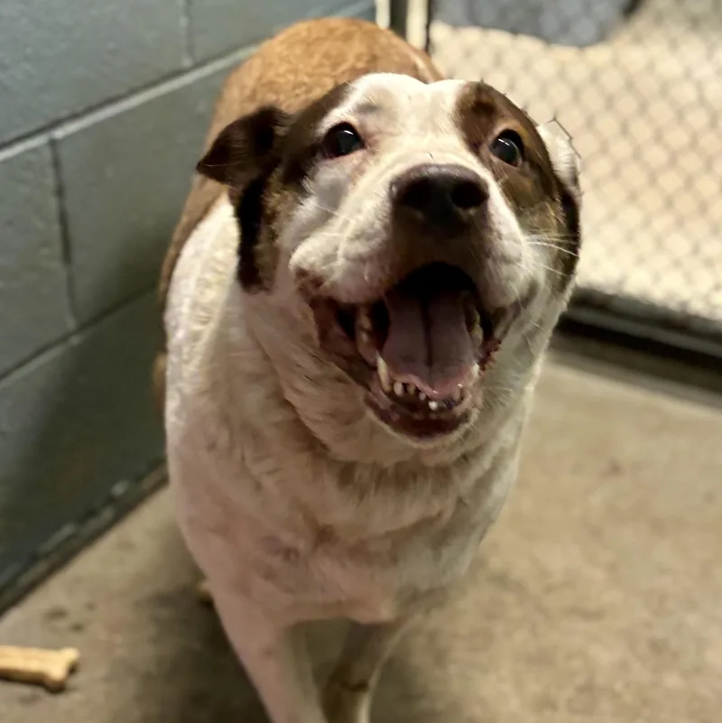 A senior medium-sized female Collie dog named Lady for adoption in Cedarburg, WI