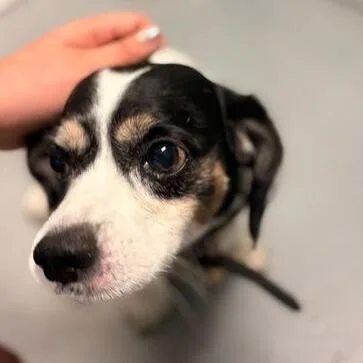 An adult small-sized male Brown / Chocolate Mixed Breed dog named Parker for adoption in Davenport, IA