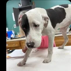 A young medium-sized male White / Cream Retriever dog named Rubble for adoption in Starkville, MS