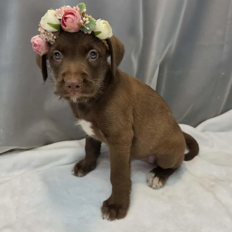 Leia