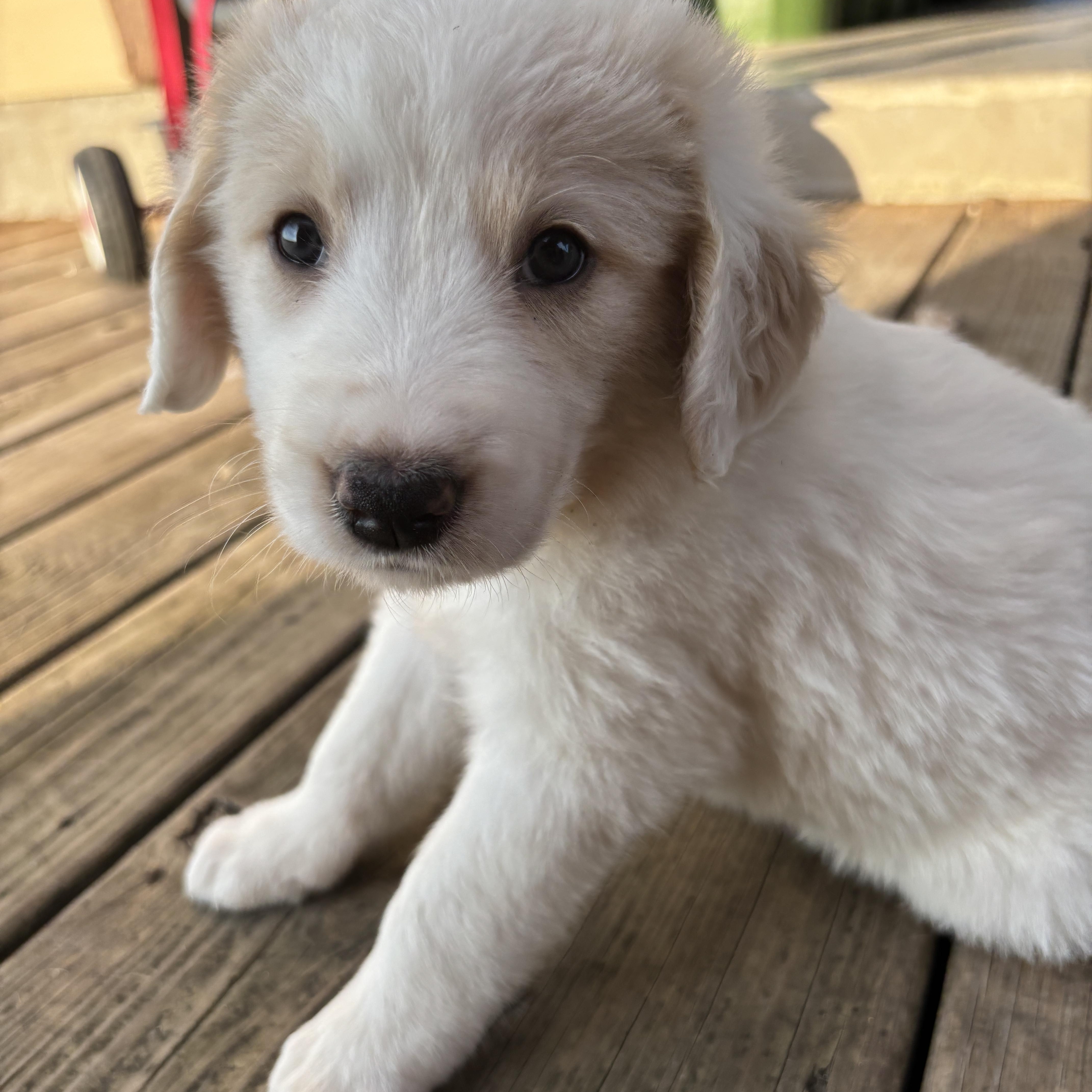 A baby large-sized male Great Pyrenees dog named Winston for adoption in Luling, TX