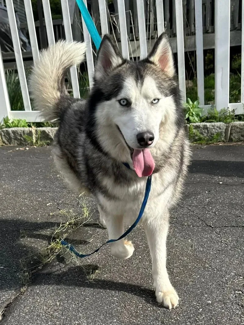 Azuki And Asariy thumbnail 2