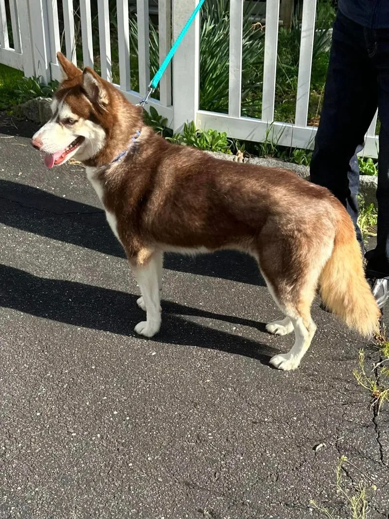 Azuki And Asariy thumbnail 3