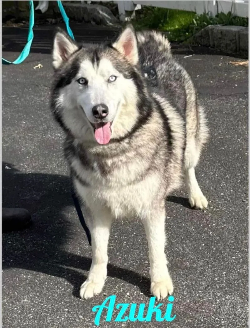 Azuki And Asariy thumbnail 4