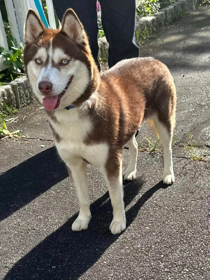 Azuki And Asariy thumbnail 5