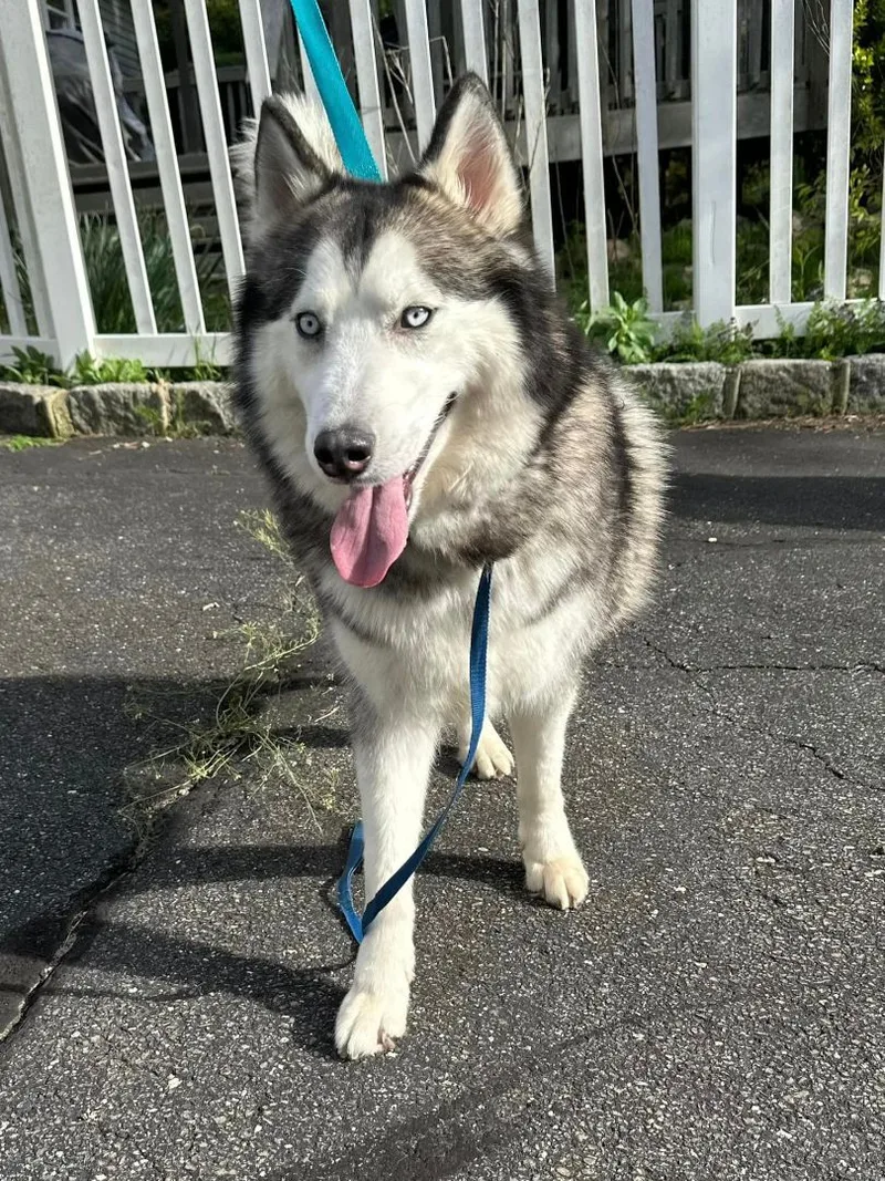 Azuki And Asariy thumbnail 6